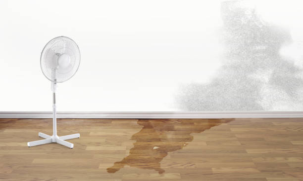 Best Mold removal after water damage  in Paul, ID
