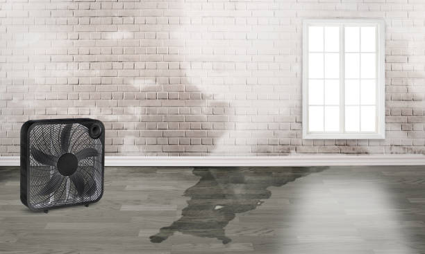 Best Professional water damage repair  in Paul, ID